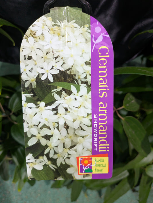 Clematis armandii Snowdrift