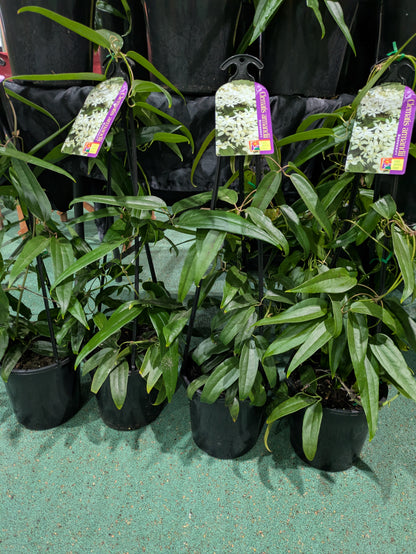Clematis armandii Snowdrift
