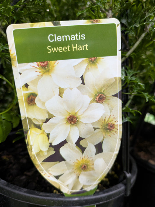 Clematis cartmanii Sweet Hart