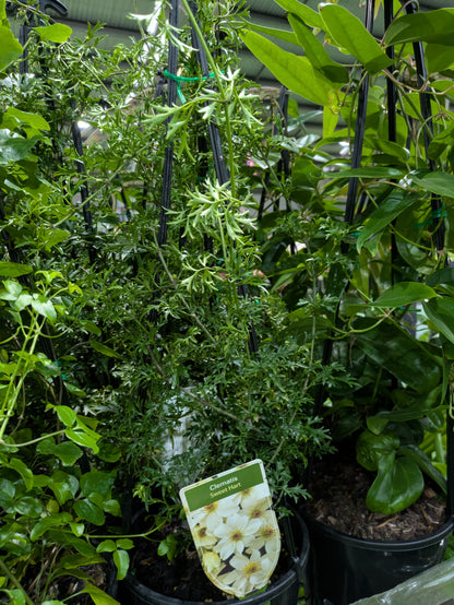 Clematis cartmanii Sweet Hart