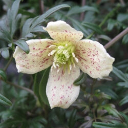 Clematis cirrhosa Balearica