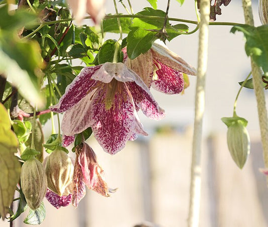 Clematis cirrhosa Freckles
