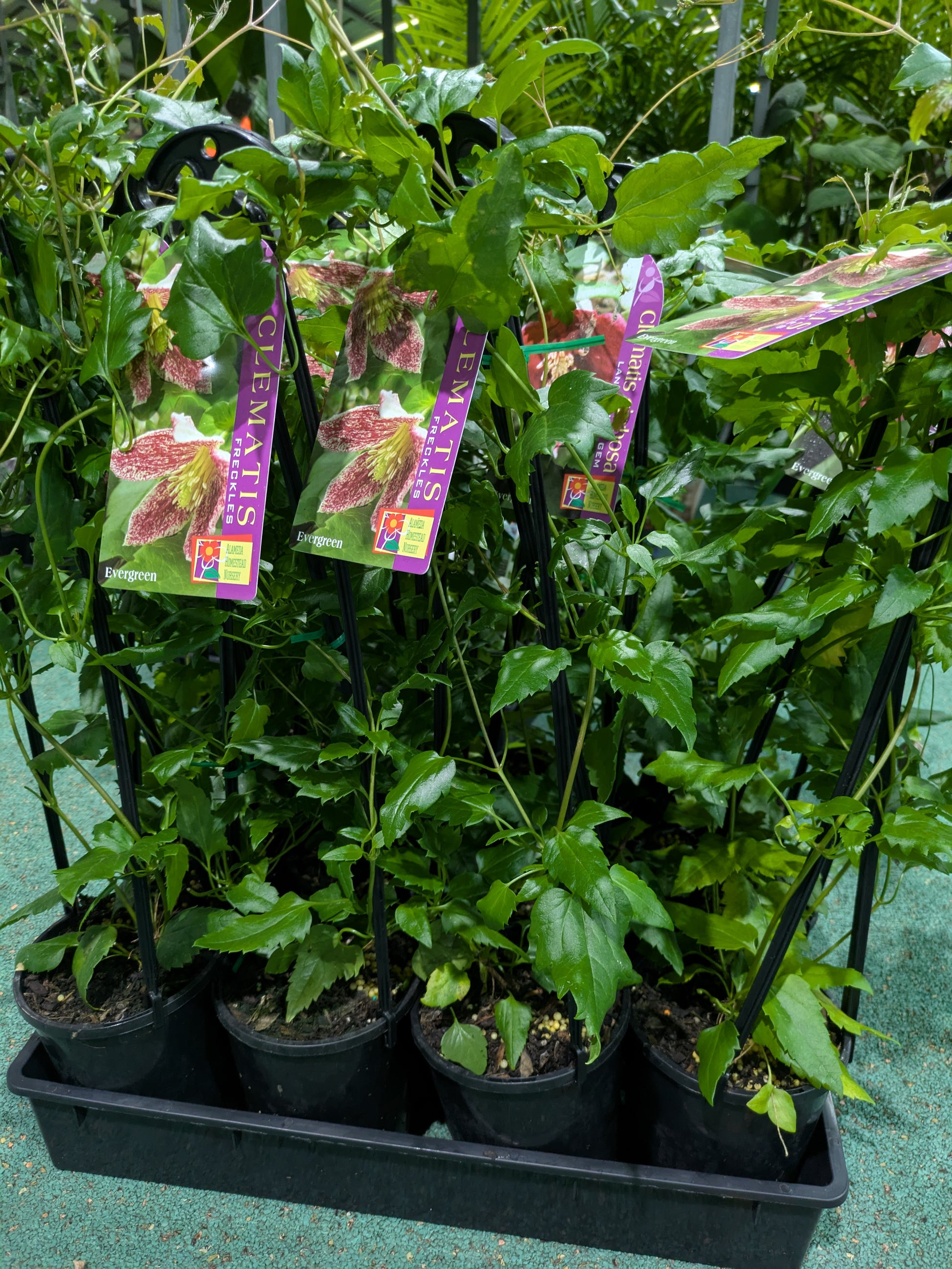 the plant broker