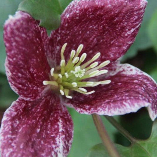 Clematis cirrhosa Lansdowne Gem