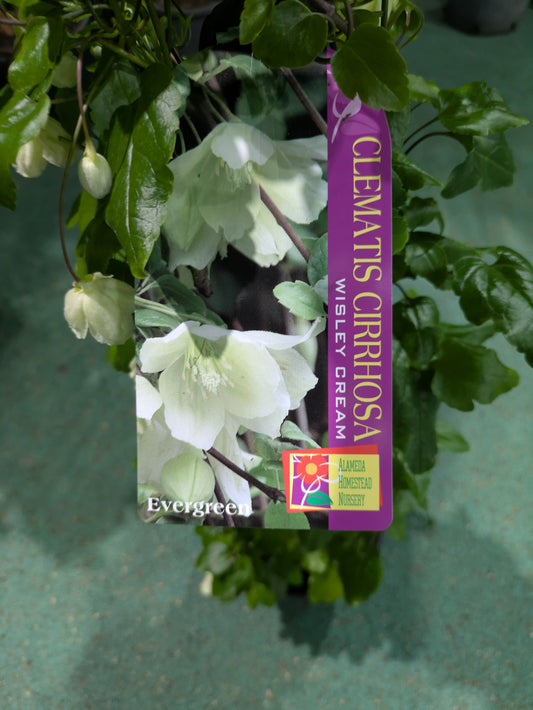 Clematis cirrhosa Wisley Cream