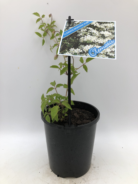 Clematis montana Alba