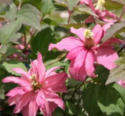 Clematis montana Broughton Star