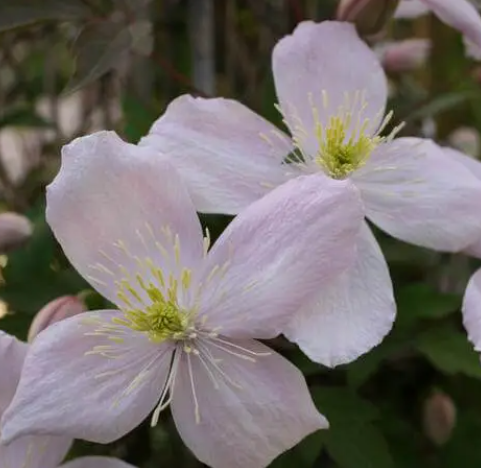 Clematis montana Elizabeth