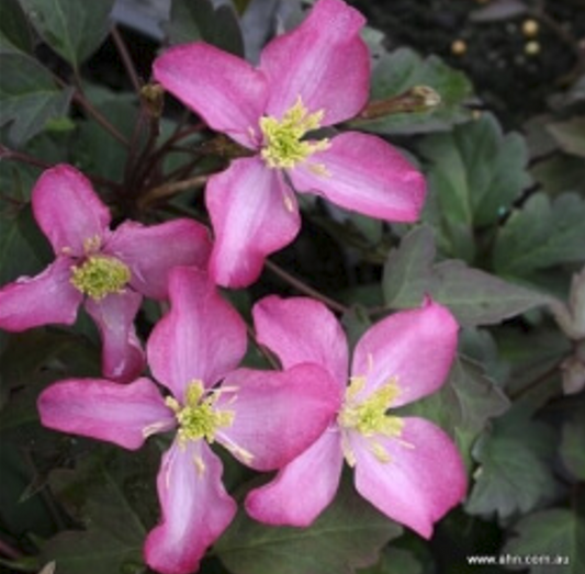 Clematis montana Freda