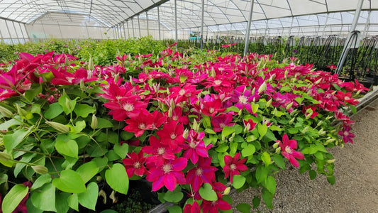 Clematis montana Giant Star Pink