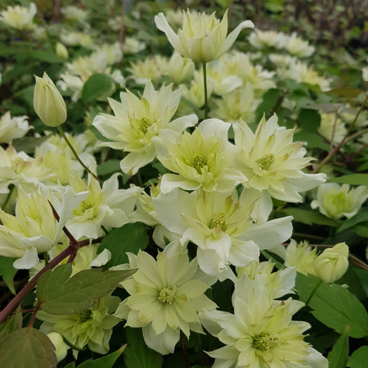 Clematis montana Green Eyes