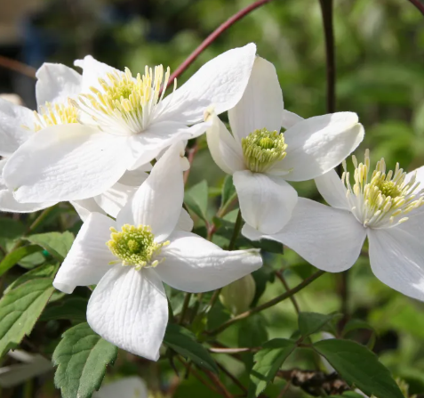 Clematis montana Jacqui