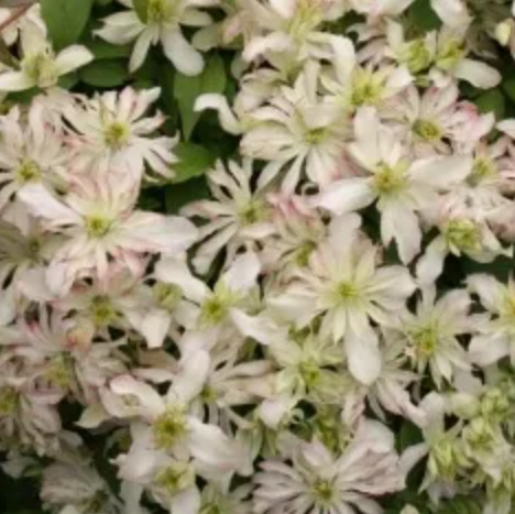 Clematis montana Jenny