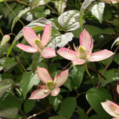 Clematis montana Marjorie