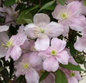 Clematis montana Mayleen