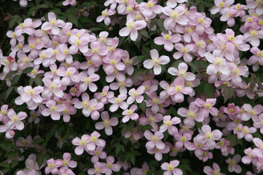 Clematis montana Rubens