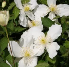 Clematis montana Snowflake