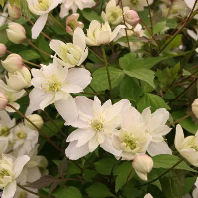 Clematis montana Starlight