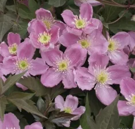 Clematis montana Tetrarose