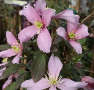 Clematis montana Warwickshire Rose