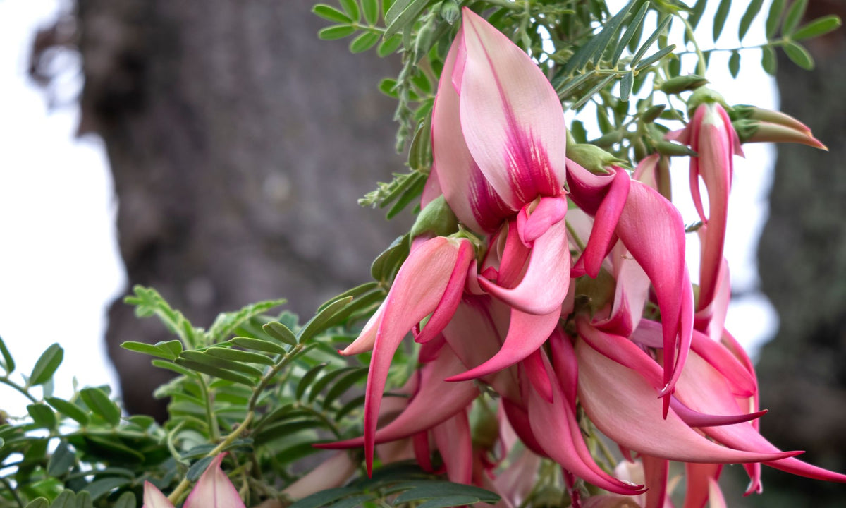 Clianthus Crazy Cool Pink