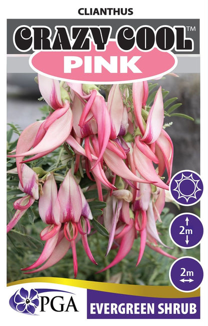 Clianthus Crazy Cool Pink