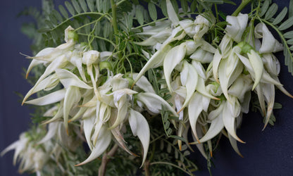 Clianthus Crazy Cool White