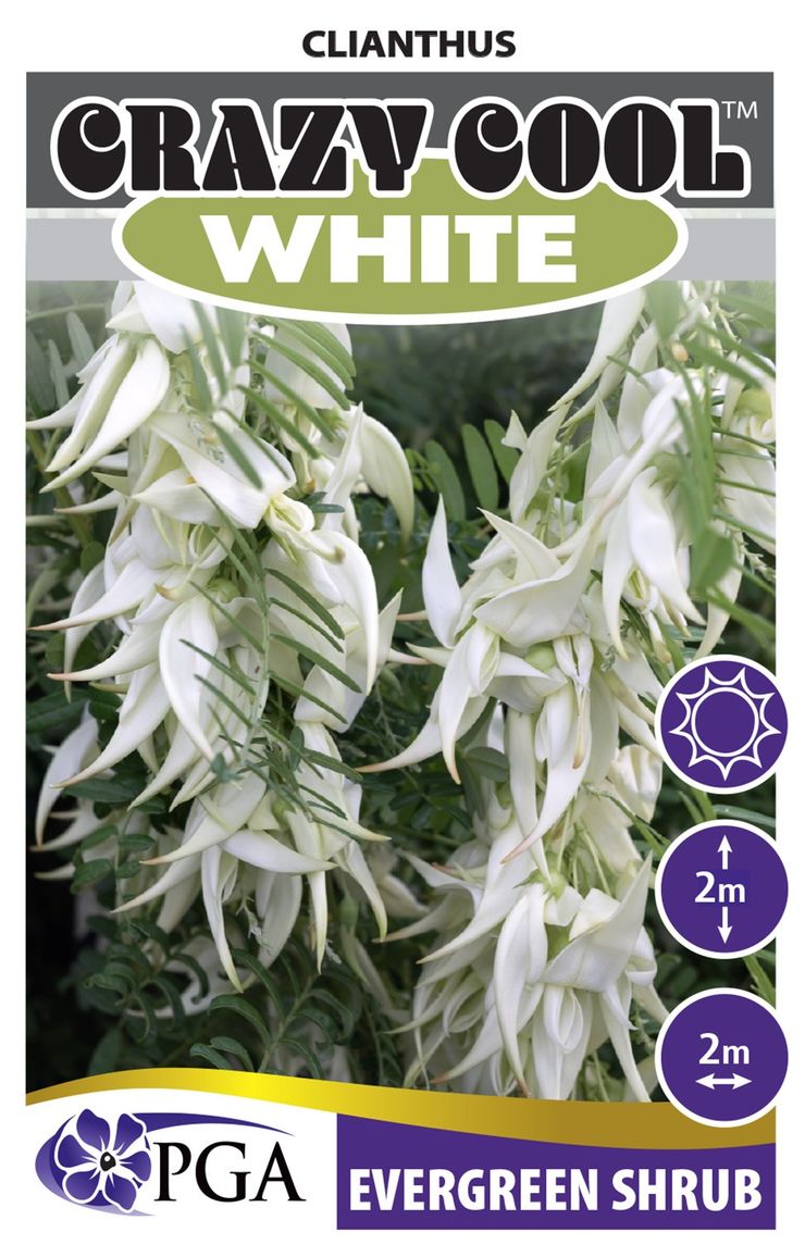 Clianthus Crazy Cool White