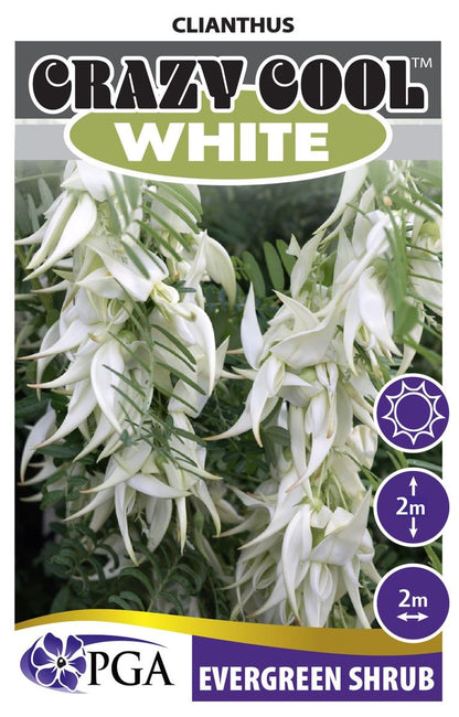 Clianthus Crazy Cool White