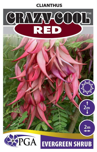 Clianthus ‘Crazy Cool Red’