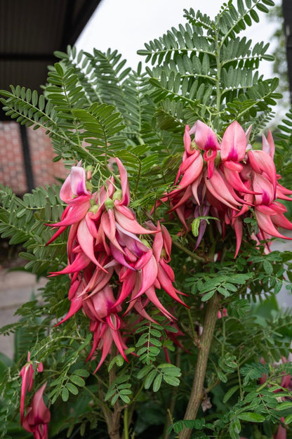 Clianthus ‘Crazy Cool Red’