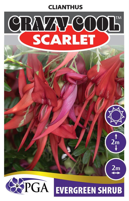 Clianthus ‘Crazy Cool Scarlet’