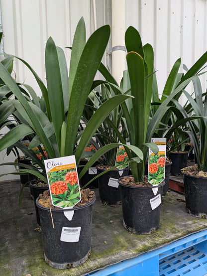 Clivia miniata 'Belgian Hybrid'