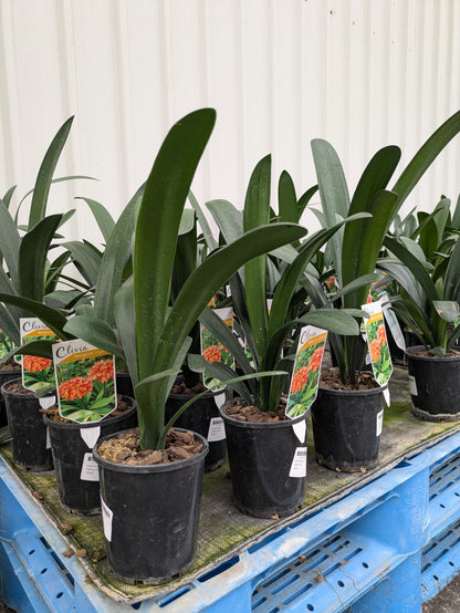 Clivia miniata 'Belgian Hybrid'