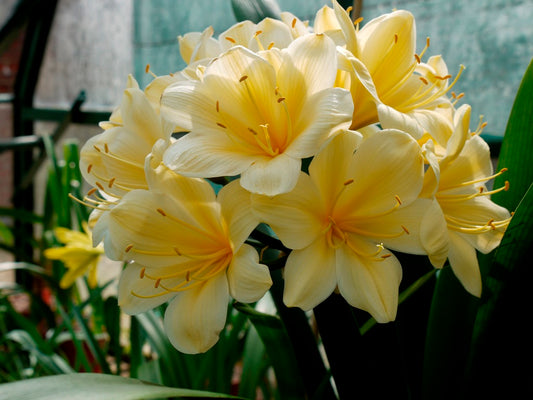 Clivia miniata Yellow