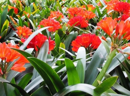 Clivia miniata 'Belgian Hybrid'