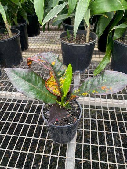 Codiaeum variegatum Petra