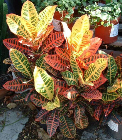 Codiaeum variegatum Petra