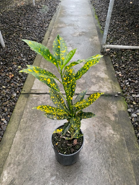 Codiaeum variegatum 'Gold Dust'