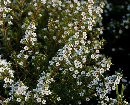 Coleonema pulchellum Album