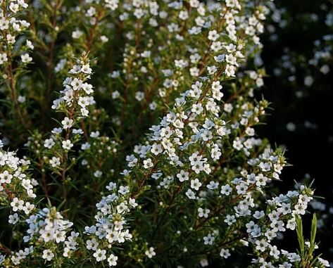 Coleonema pulchellum Album