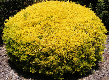 Coleonema pulchellum Aurea