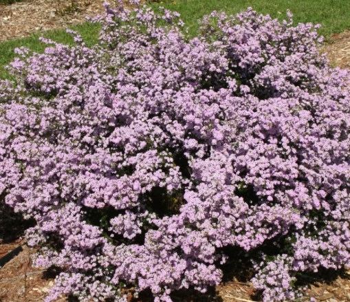 Coleonema pulchellum Dwarf Pink