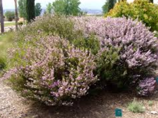 Coleonema pulchellum Pink