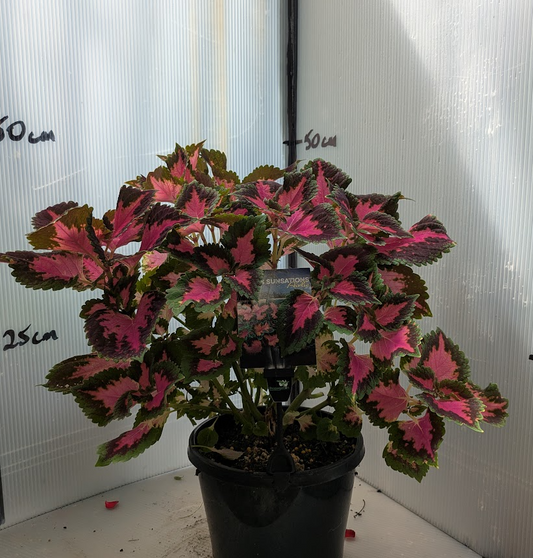 Coleus - Airlee