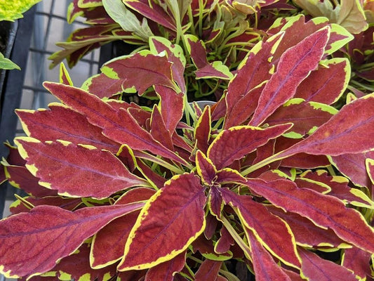 Coleus - Le Freak
