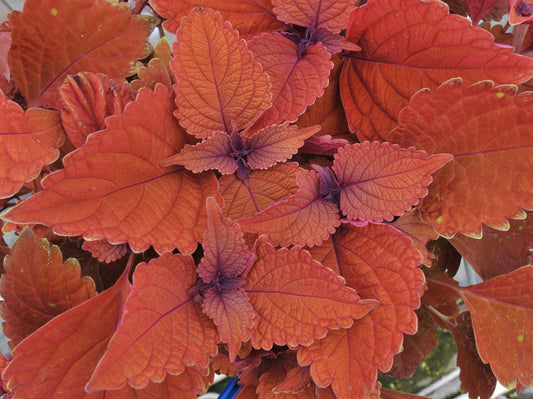 Coleus - Wall Street