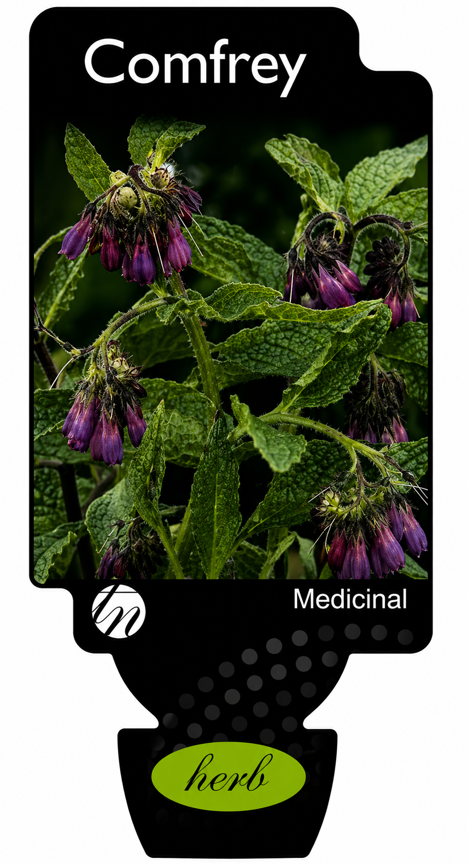 Comfrey Symphytum officinale