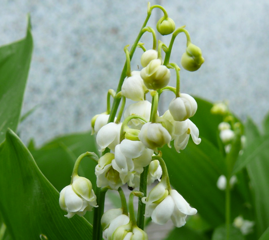 Convallaria majalis