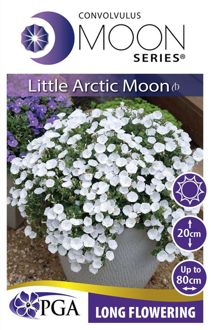 Convolvulus MOON Series® ‘Little Arctic Moon’